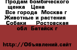 Продам бомбического щенка › Цена ­ 30 000 - Все города, Москва г. Животные и растения » Собаки   . Ростовская обл.,Батайск г.